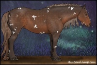 Horse Color:White Spotted Liver Chestnut Rabicano 