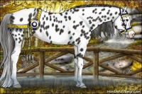 Horse Color:Liver Chestnut Sabino Splash Appaloosa 