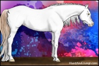 Horse Color:Gold Champagne Appaloosa