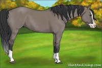 Horse Color:Grullo Splash 