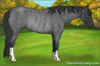 Horse Color:Blue Roan Rabicano