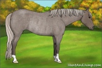 Horse Color:Silver Blue Roan Rabicano 