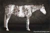 Horse Color:White Spotted Liver Chestnut 