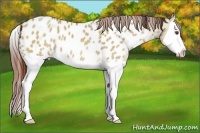 Horse Color:Classic Champagne Dun Splash Appaloosa 