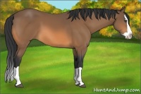 Horse Color:Buckskin Splash 
