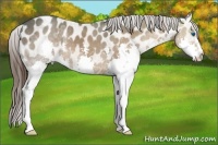 Horse Color:Bay Ice Splash Appaloosa 