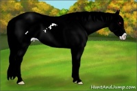 Horse Color:White Spotted Liver Red Onyx Chinchilla Splash Appaloosa 