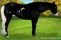 Horse Color:Gold Champagne Sabino Appaloosa Rabicano 