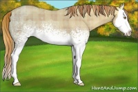 Horse Color:Plaid  White Spotted Gold Champagne Ice Splash 
