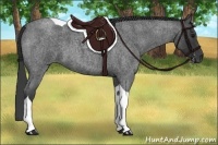 Horse Color:Blue Roan Tobiano