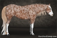 Horse Color:Chestnut Ice Splash Appaloosa 
