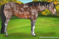 Horse Color:Bay Ice 