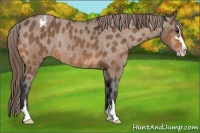 Horse Color:Buckskin Sabino Appaloosa Rabicano