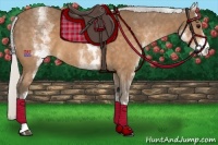 Horse Color:White Spotted Silver Buckskin 