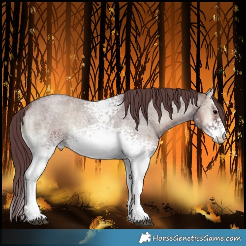 Horse Color:White Spotted Chocolate Blue Onyx Roan Rabicano 