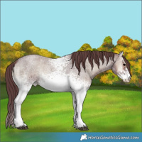 Horse Color:White Spotted Chocolate Blue Onyx Roan Rabicano