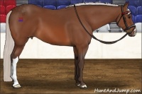 Horse Color:Silver Bay 