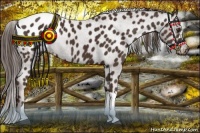 Horse Color:Liver Chestnut Appaloosa 