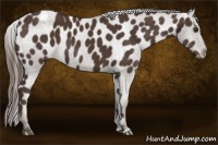 Horse Color:Liver Chestnut Appaloosa