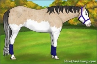 Horse Color:Buckskin Roan Splash 