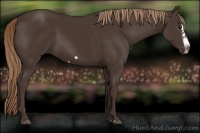 Horse Color:Liver Chestnut Splash Frame Rabicano