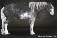 Horse Color:Silver Black Chinchilla Sabino