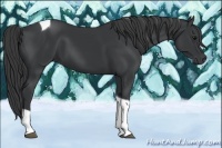 Horse Color:Black Tobiano Rabicano 