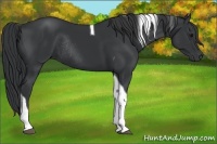 Horse Color:Black Tobiano Rabicano