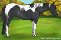 Horse Color:Black Tobiano Rabicano