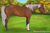 Horse Color:Silver Bay 