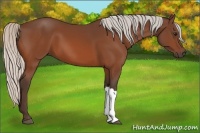 Horse Color:Silver Bay 