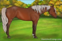 Horse Color:Silver Bay 
