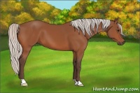 Horse Color:Silver Bay 