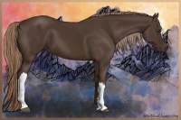 Horse Color:Liver Chestnut 