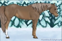 Horse Color:Chocolate Palomino 