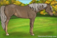 Horse Color:Chocolate Palomino 