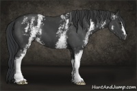 Horse Color:White Spotted Black