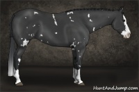Horse Color:White Spotted Black Splash 