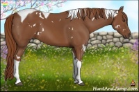 Horse Color:White Spotted Chestnut Tobiano
