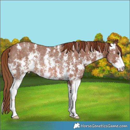 Horse Color:Chestnut Sabino Rabicano 