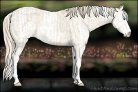 Horse Color:Perlino Sabino  and Perlino Sabino 