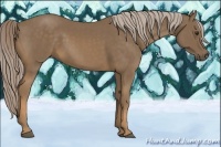 Horse Color:Chocolate Palomino 