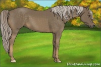Horse Color:Chocolate Palomino 