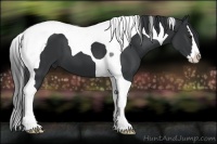 Horse Color:Black Sabino Splash Tobiano