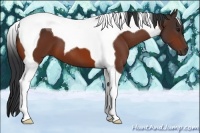 Horse Color:Bay Tobiano 