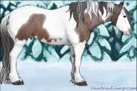 Horse Color:Bay Splash Tobiano Appaloosa 