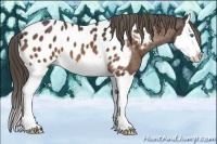 Horse Color:Buckskin Splash Appaloosa 