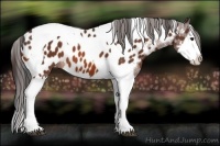 Horse Color:Bay Splash Tobiano Appaloosa 