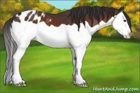 Horse Color:Bay Splash Appaloosa 