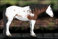 Horse Color:Bay Splash Appaloosa